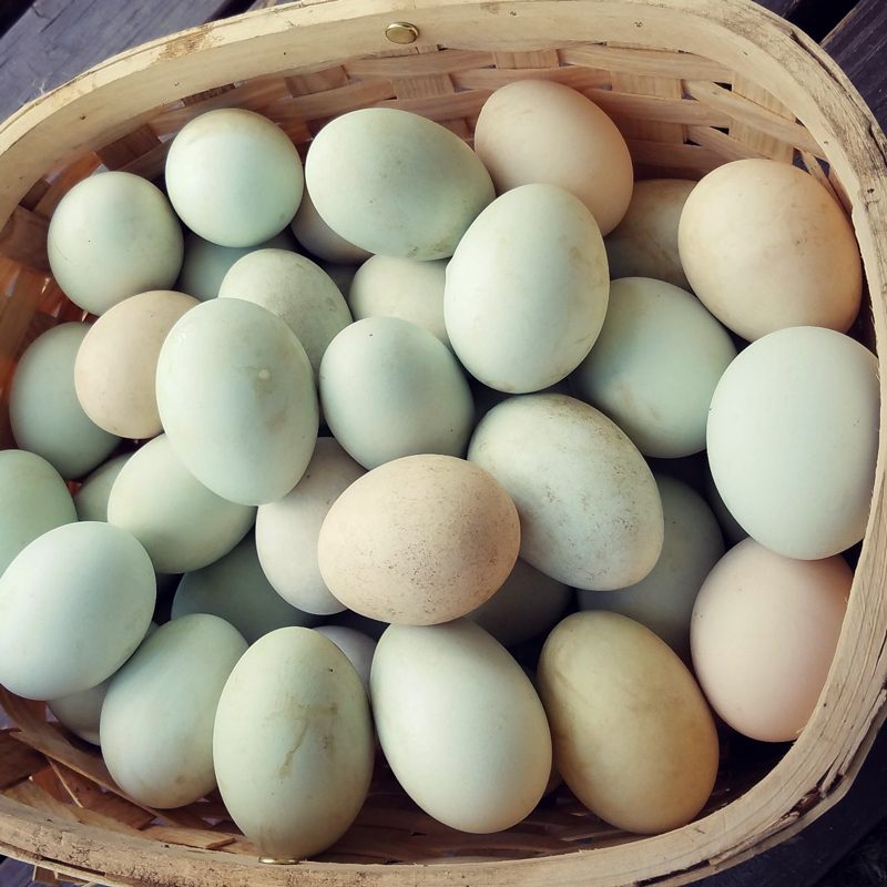 Duck-Eggs